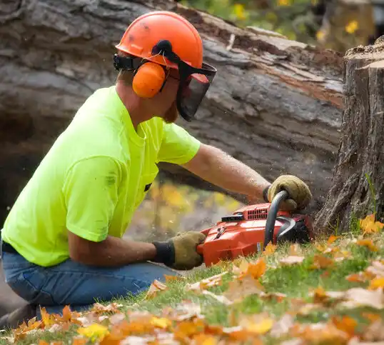 tree services Kitty Hawk